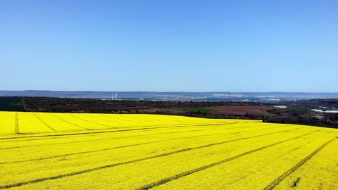 Rapeseed Field Drone Aerial Shot 3 (Yellow Color) Stock Footage