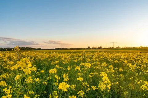 Rapeseed field during springtime - evening hours Stock Photos