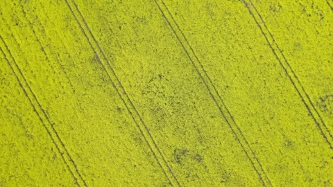Rapeseed field filming from drone. Stock Footage 243383088