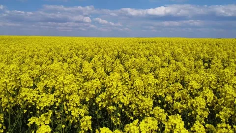 Rapeseed field. Flying a drone over a flowering field. Yellow blooming Stock Footage 253886406