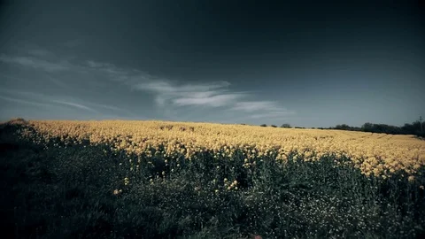 Rapeseed Field Focus on Horizon Stock Footage
