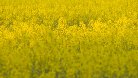 Rapeseed field focus shift Stock Footage 273694153