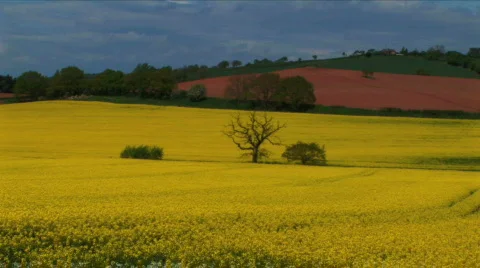 Rapeseed field Stock Footage 375716