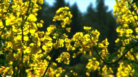 Rapeseed field Stock Footage 375838