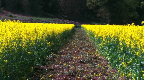 Rapeseed field Stock Footage 375856