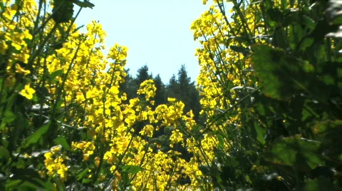 Rapeseed field Stock Footage 375859