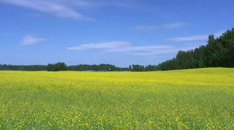 Rapeseed field Stock Footage 494149