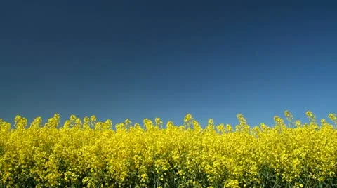 Rapeseed field Stock Footage