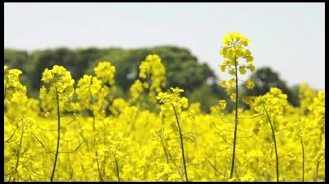 Rapeseed field Stock Footage 11114847