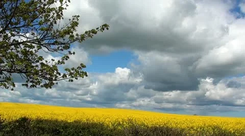 Rapeseed field Stock Footage 11131743