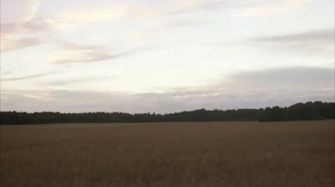 Rapeseed field Stock Footage 11285783