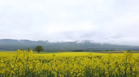 Rapeseed Field Stock Footage 23168230