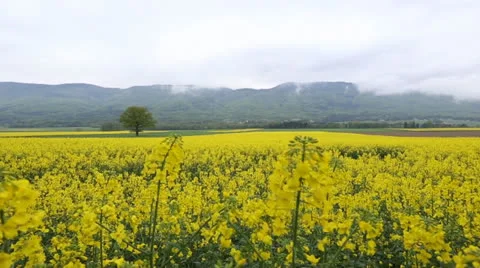 Rapeseed Field Stock Footage 23168232