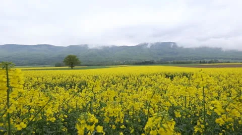 Rapeseed Field Stock Footage 23168240