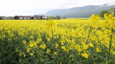 Rapeseed Field Stock Footage 23168248