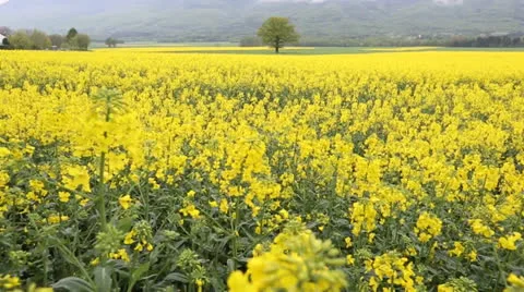 Rapeseed Field Stock Footage 23168254