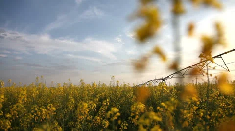 Rapeseed field Видео 23370498
