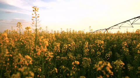 Rapeseed field Видео 23373320