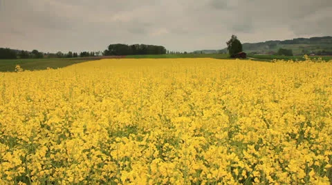 Rapeseed field Video stock 23488859