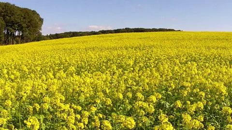 Rapeseed field. Stock Footage 31739322