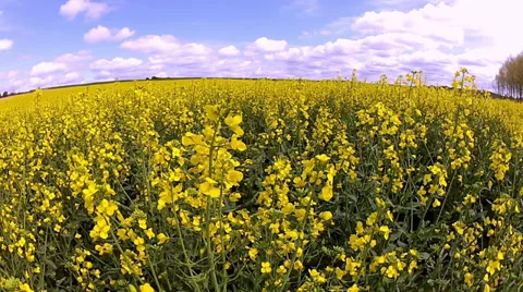 Rapeseed field. Vídeo Stock 33734538