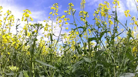 Rapeseed field. Stock Footage 33742227