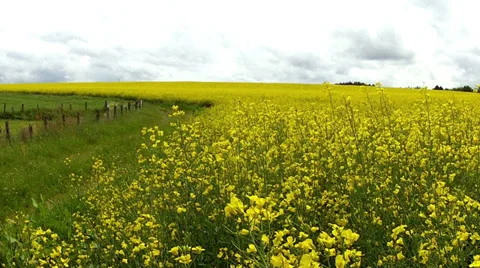 Rapeseed field. Stock Footage 34298393
