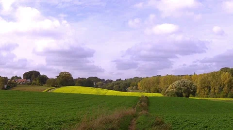 Rapeseed field. Stock Footage 34532722