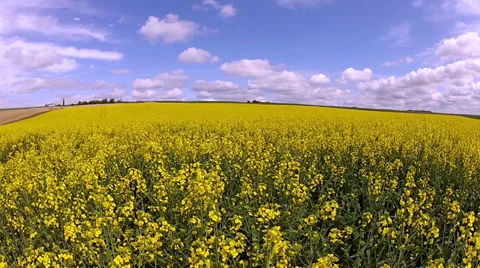 Rapeseed field. Stock Footage 35422170