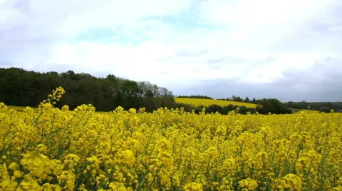 Rapeseed field. Stock Footage 49820899