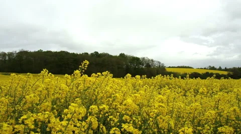 Rapeseed field. Stock Footage 49821723