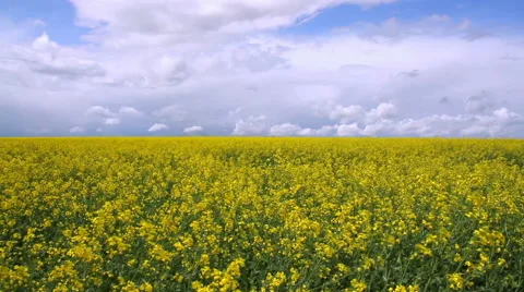 Rapeseed field. 動画素材 49890224