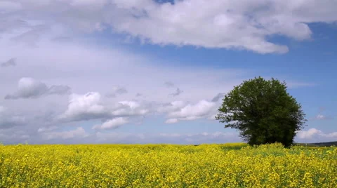 Rapeseed field. Stock Footage 49890651