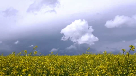 Rapeseed field. Stock Footage 49890876
