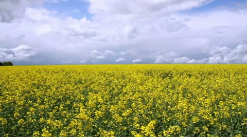 Rapeseed field. Stock Footage 49891507