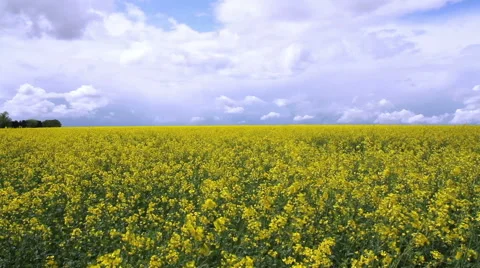 Rapeseed field. Stock Footage 49891988