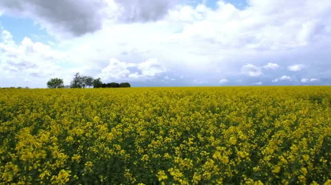 Rapeseed field. Stock Footage 49965692