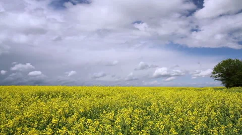 Rapeseed field. Stock Footage 49966027