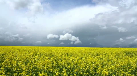 Rapeseed field. Stock Footage 50011971