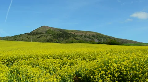 Rapeseed Field Stock Footage 50487759