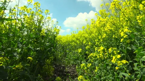 Rapeseed field Stock Footage 62945109