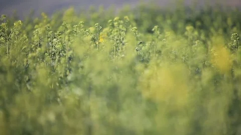 Rapeseed field Stockbeeldmateriaal 74023125