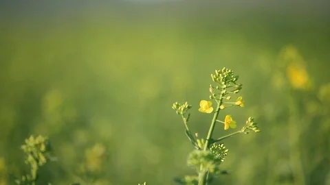 Rapeseed field Stock Footage 74241668