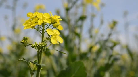 Rapeseed field Stock Footage 75170735