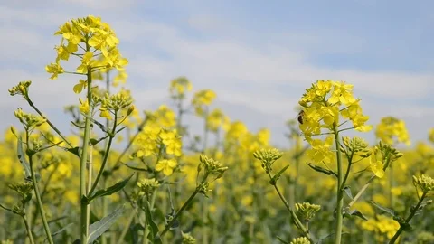 Rapeseed field Stock Footage 75170753