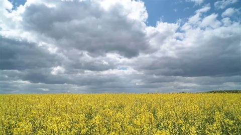 Rapeseed field. Stock Footage