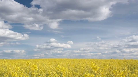 Rapeseed field. Stock Footage 75565015
