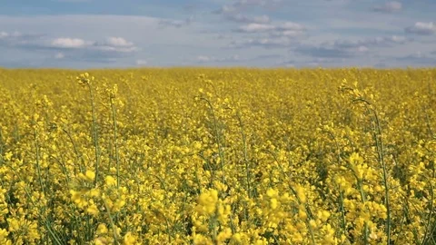 Rapeseed field. Stock Footage