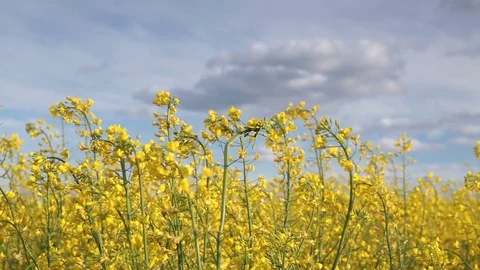 Rapeseed field. Stock Footage 75569948