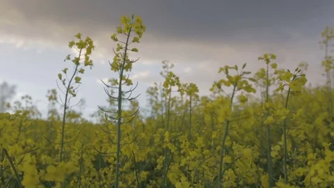 Rapeseed field Stock Footage 75838336